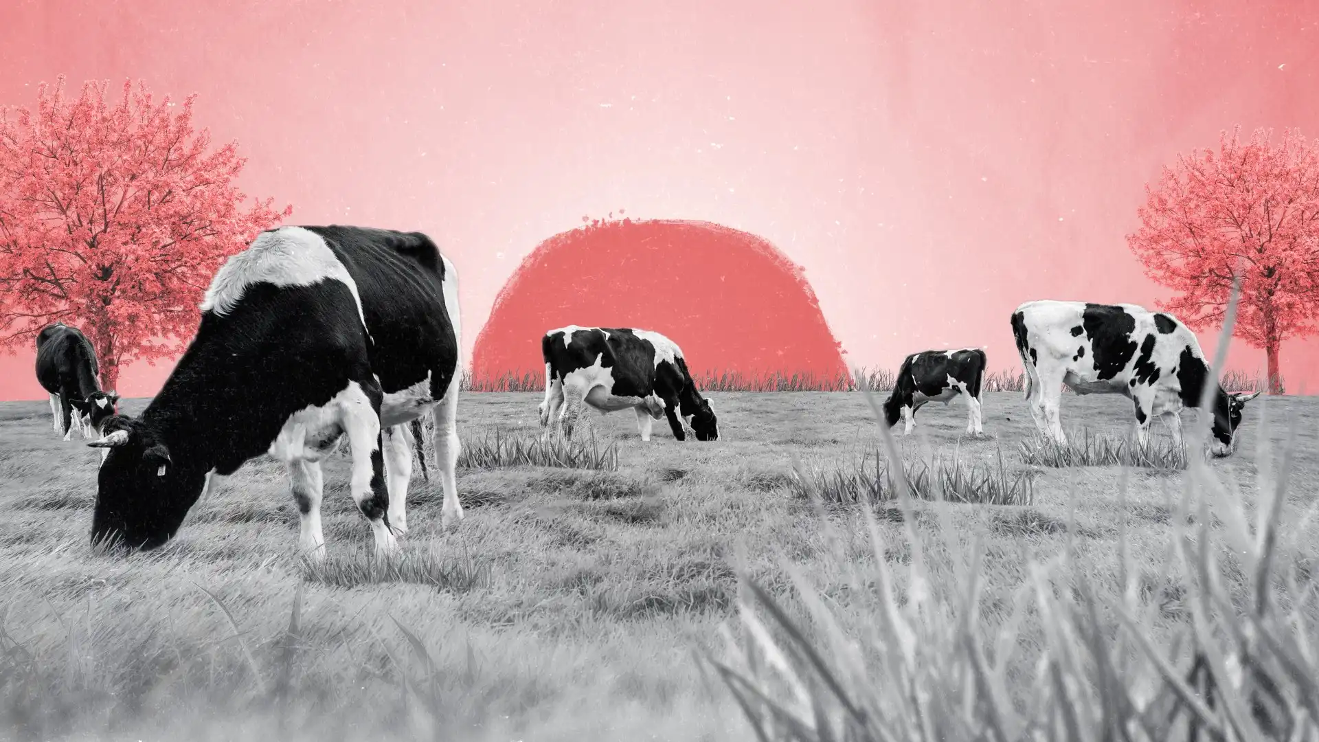 Fotograma de video Motion graphics explicativo de agricultura